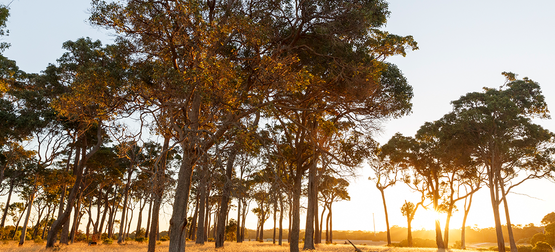 Xanadu trees